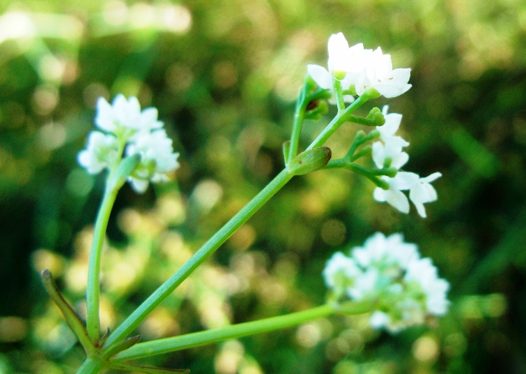 Rubiacea - Galium debile